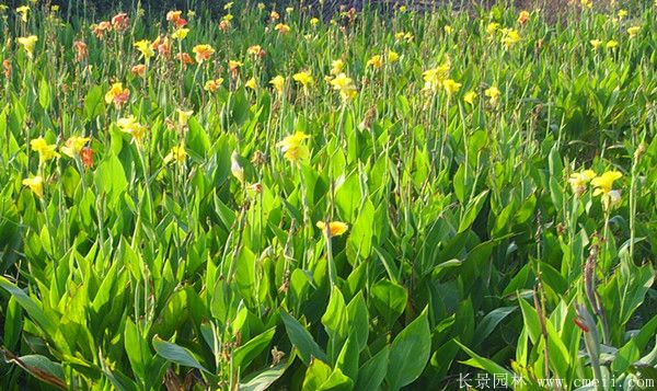 大花美人蕉基地實(shí)拍圖片