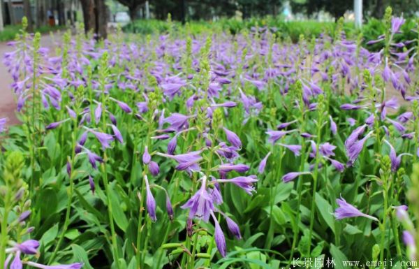 紫花玉簪基地實拍圖片