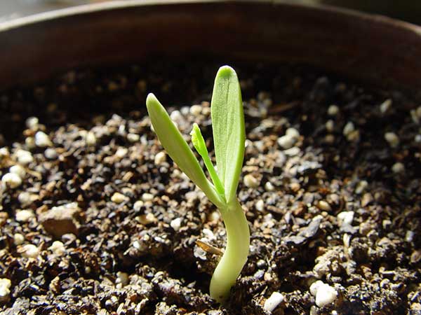 銀合歡種子發(fā)芽出苗圖片