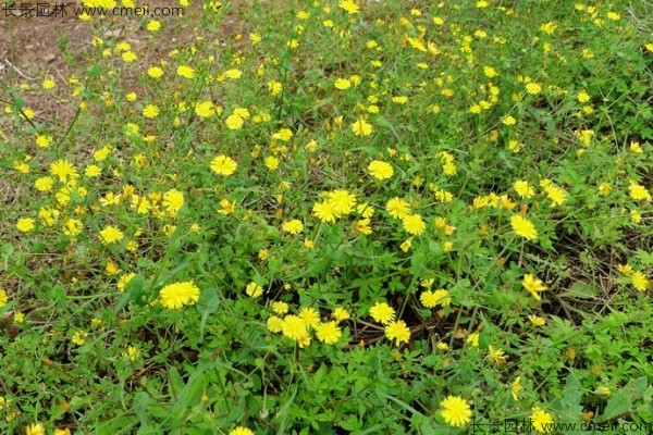 苦荬菜種子發(fā)芽出苗圖片