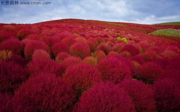 紅葉地膚種子發(fā)芽出苗圖片