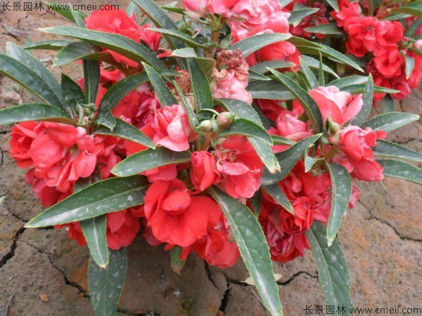 鳳仙花種子發(fā)芽出苗開花圖片