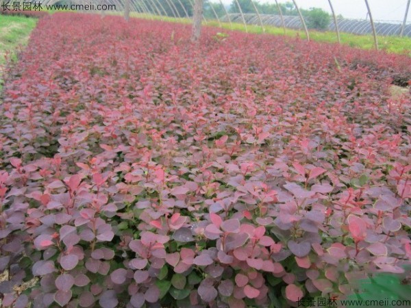 紅葉小檗種子發(fā)芽出苗圖片