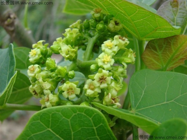 麻瘋樹(shù)種子發(fā)芽出苗圖片