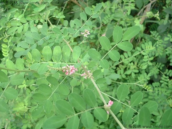 馬棘種子發(fā)芽出苗圖片