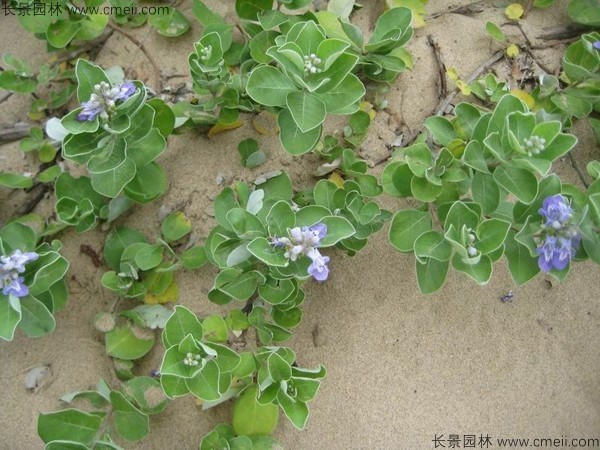 蔓荊子植物圖片