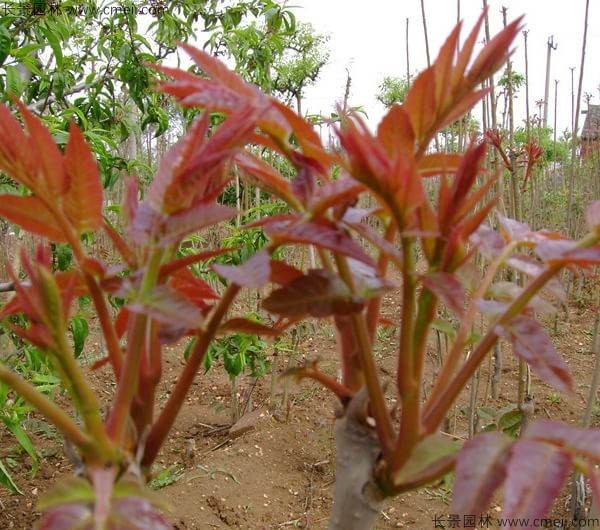 香椿種子發(fā)芽出苗圖片