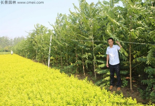 鹽膚木種子發(fā)芽出苗圖片