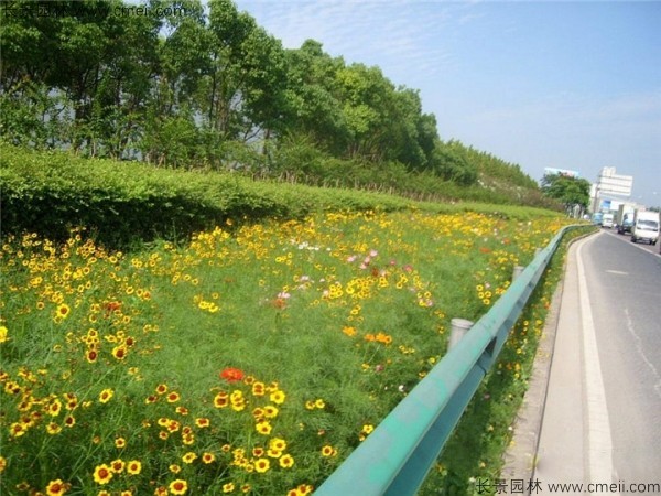 野花組合開(kāi)花圖片