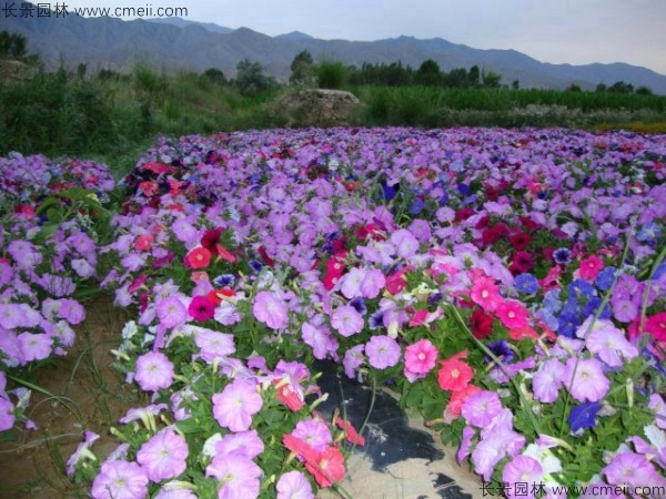 野花組合開(kāi)花圖片