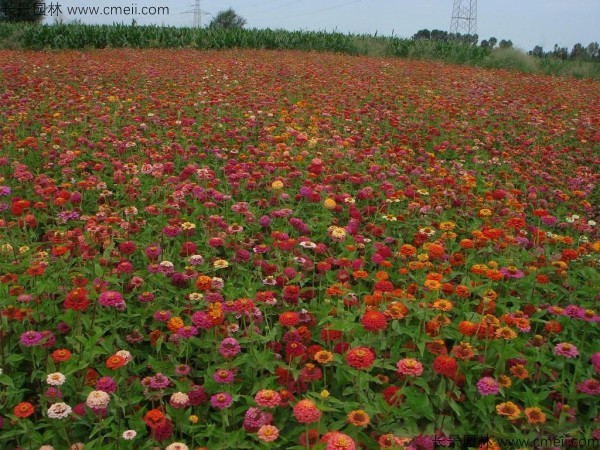 野花組合開(kāi)花圖片