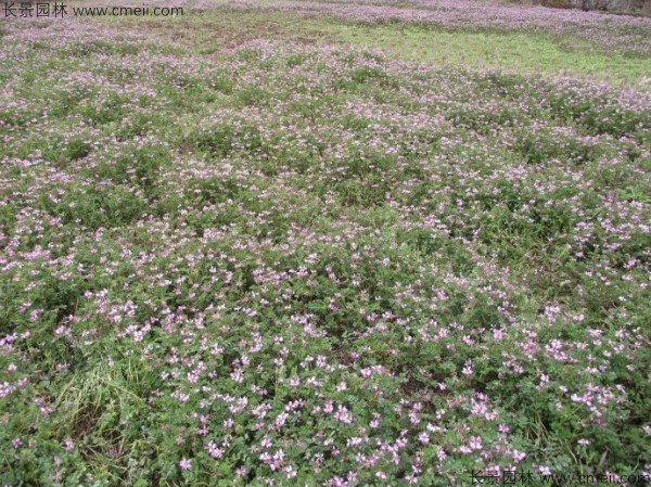 紫云英種子發(fā)芽出苗開花圖片