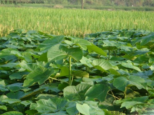 油桐樹(shù)種子發(fā)芽出苗圖片