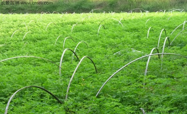 辣木樹種子發(fā)芽出苗圖片