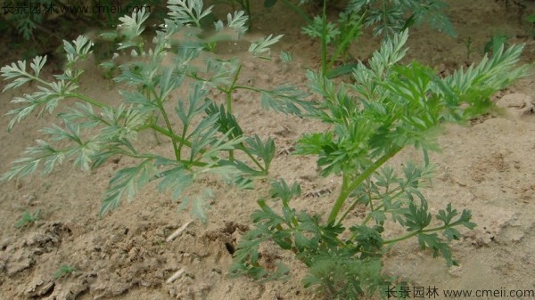 南沙參種子發(fā)芽出苗圖片