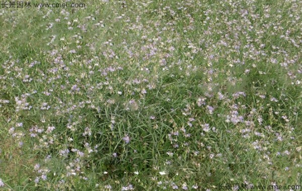 遠志種子發(fā)芽出苗開花圖片