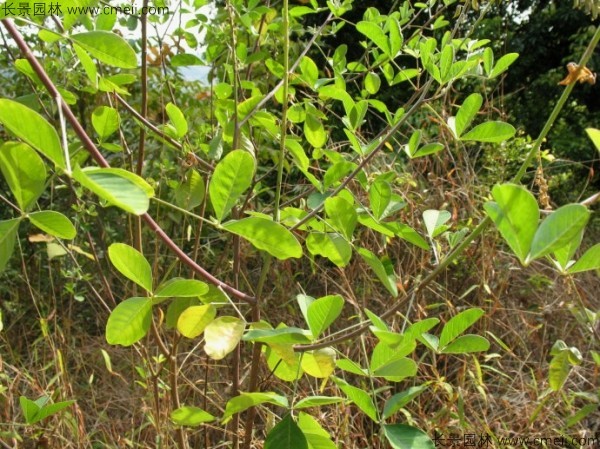 豬屎豆種子發(fā)芽出苗圖片