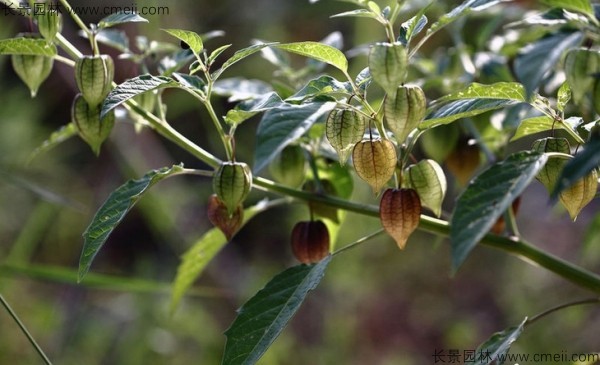 錦燈籠種子發(fā)芽出苗圖片