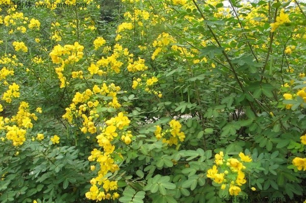 黃花槐種子發(fā)芽出苗開花圖片