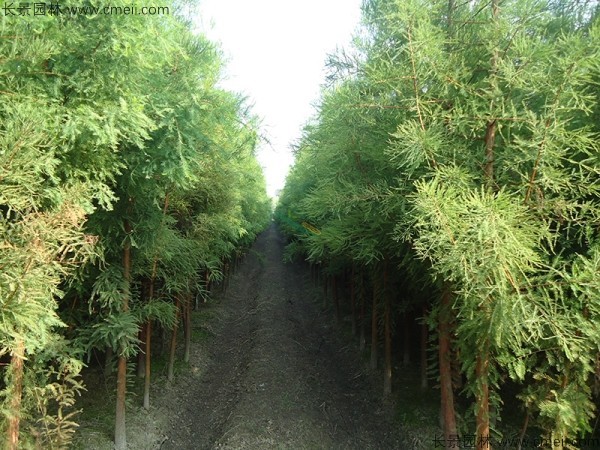 池杉種子發(fā)芽出苗圖片