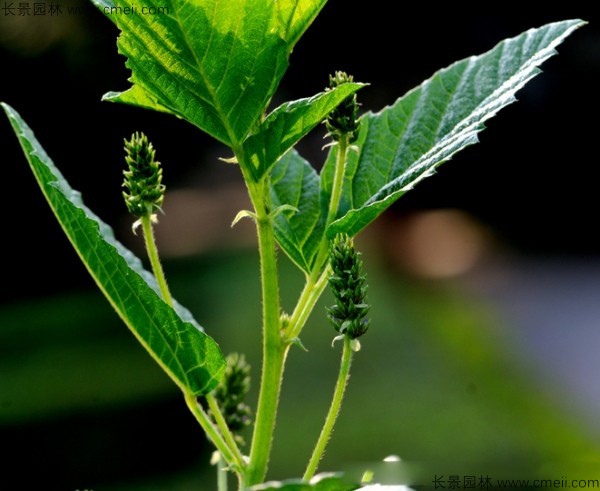 補(bǔ)骨脂種子發(fā)芽出苗開花圖片