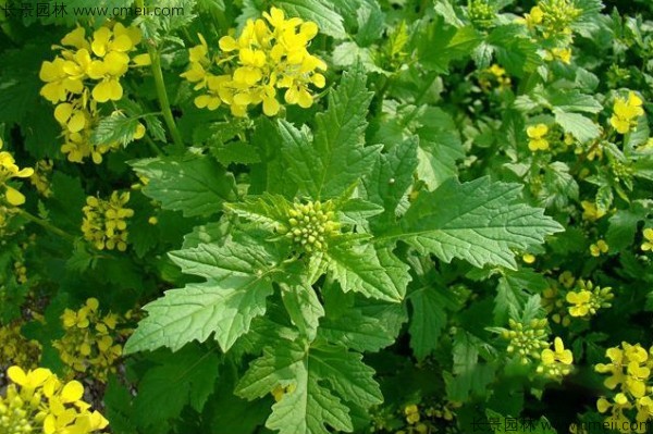 白芥子種子發(fā)芽出苗開花圖片