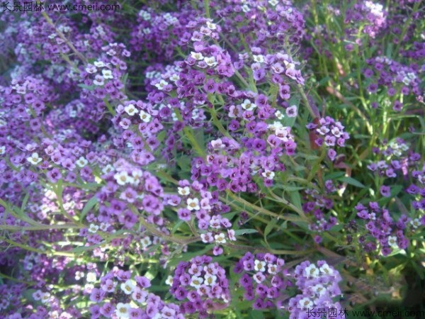 香雪球種子發(fā)芽出苗開花圖片