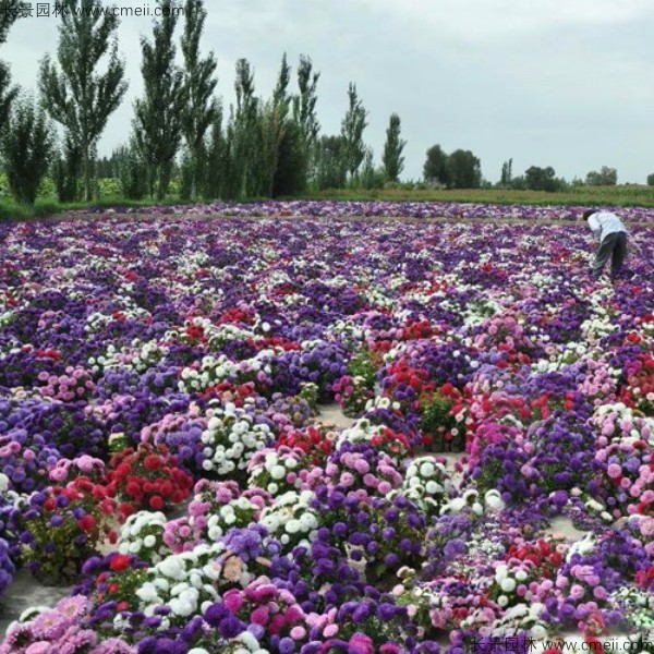 翠菊種子發(fā)芽出苗開花圖片