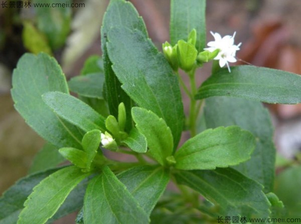 甜葉菊種子發(fā)芽出苗圖片