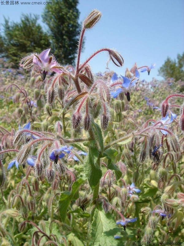 琉璃苣種子發(fā)芽出苗開(kāi)花圖片