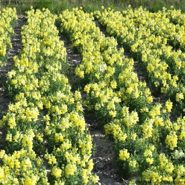 金魚草種子發(fā)芽出苗開花圖片