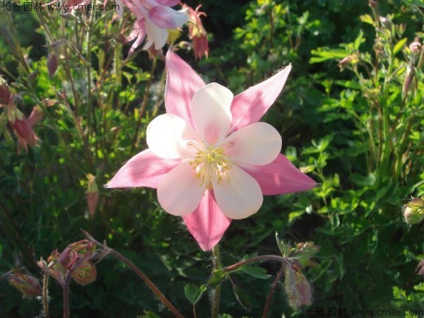 大花耬斗菜種子發(fā)芽出苗開花圖片