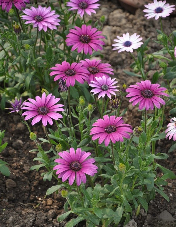 南非萬(wàn)壽菊種子發(fā)芽出苗開花圖片