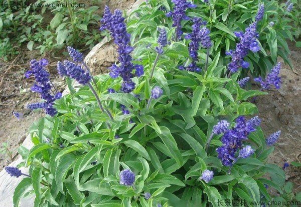 藍花鼠尾草種子發(fā)芽出苗開花圖片