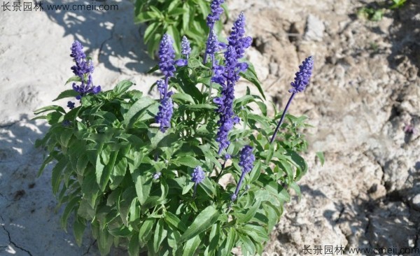 藍花鼠尾草種子發(fā)芽出苗開花圖片