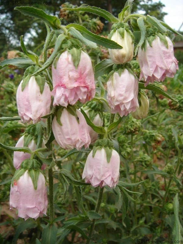 風(fēng)鈴花種子發(fā)芽出苗開(kāi)花圖片