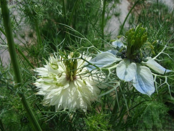 波斯寶石種子發(fā)芽出苗開花圖片