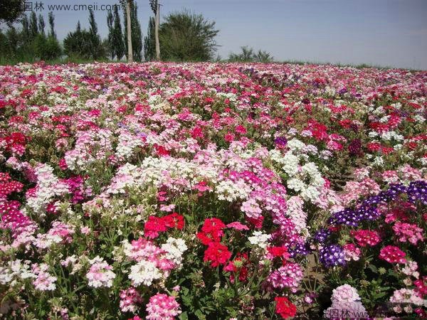 瞿麥種子發(fā)芽出苗開花圖片