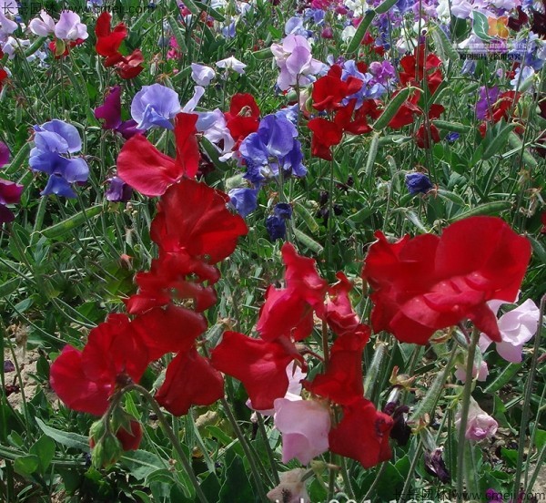 香豌豆種子發(fā)芽出苗開(kāi)花圖片