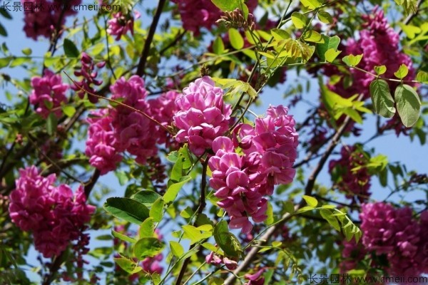 香花槐種子發(fā)芽出苗圖片