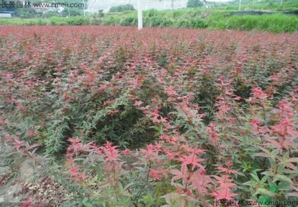 日本紅楓種子發(fā)芽出苗圖片