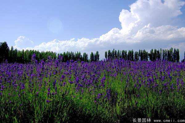 薰衣草種子發(fā)芽出苗開花圖片