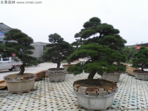 日本黑松種子發(fā)芽出苗圖片