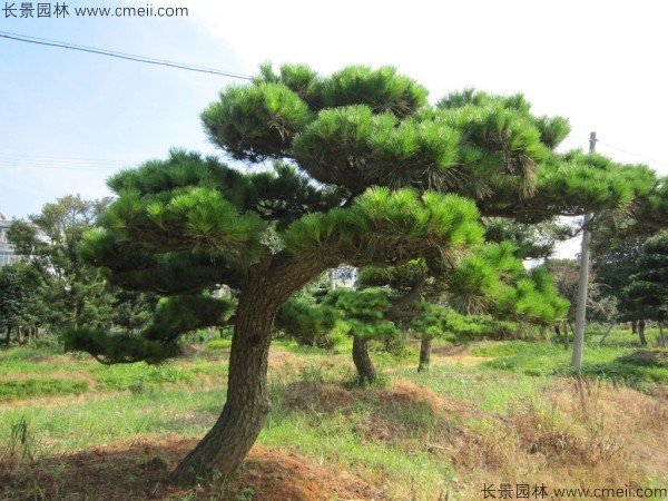 日本黑松種子發(fā)芽出苗圖片