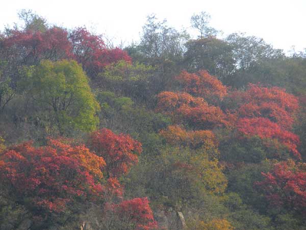 紅櫨種子發(fā)芽出苗圖片