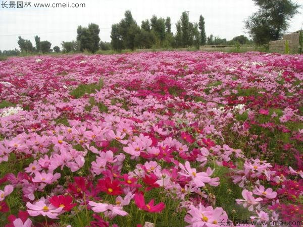 格?；ǚN子發(fā)芽出苗開花圖片