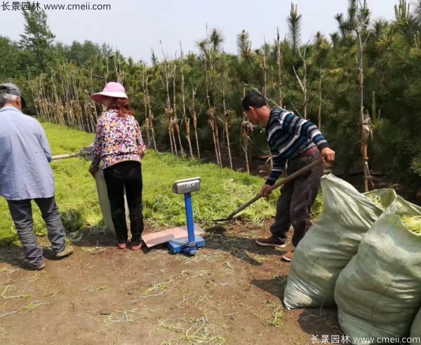 佛甲草起苗挖苗現(xiàn)場(chǎng)實(shí)拍圖片