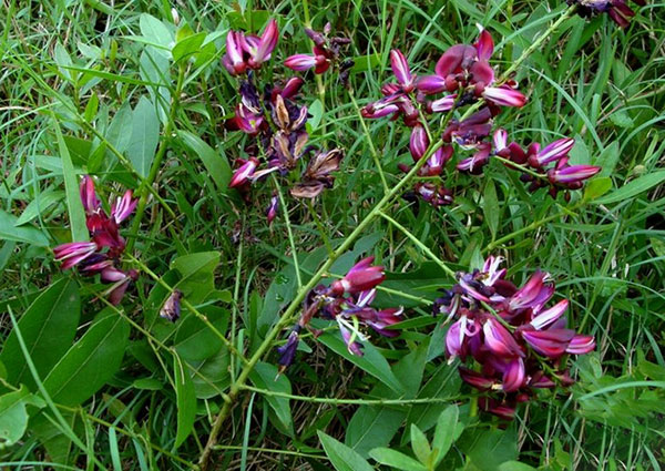 雞血藤樹(shù)苗開(kāi)花圖片