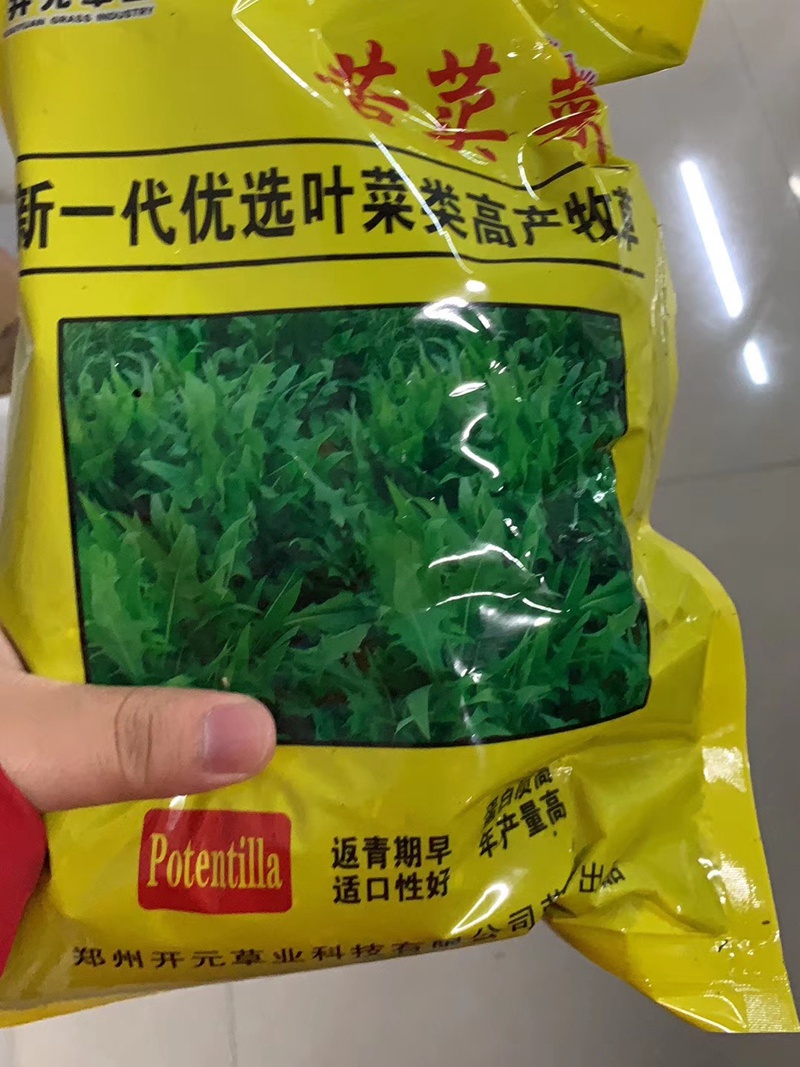 飼用苦荬菜種子