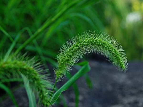 狗尾草